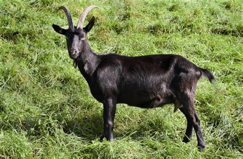 capra nera